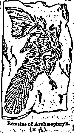 Black and white line drawing of angler (Lophius pincatorius)